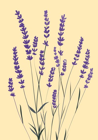 Lavendel op Geel