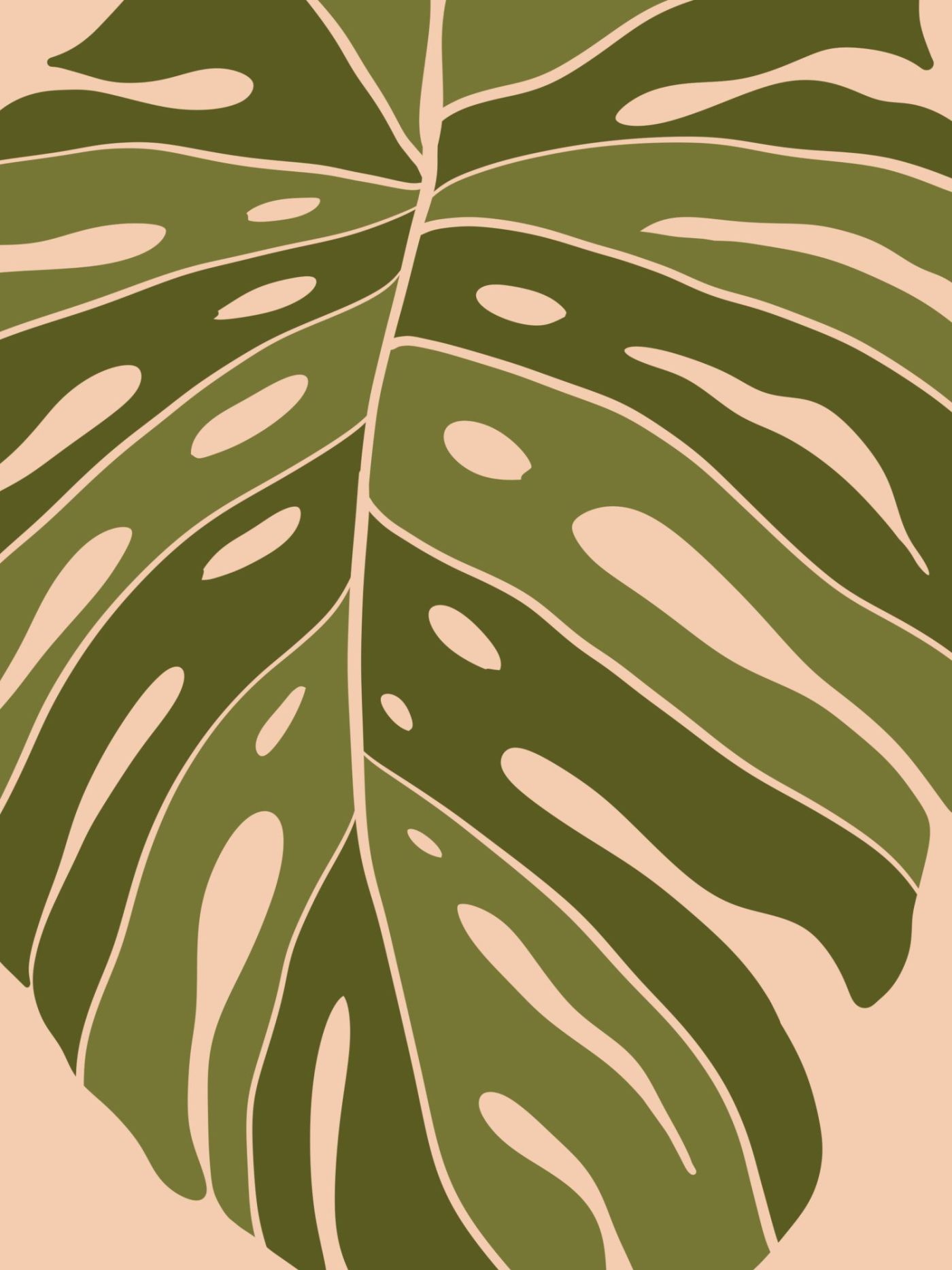 Monstera in het Midden