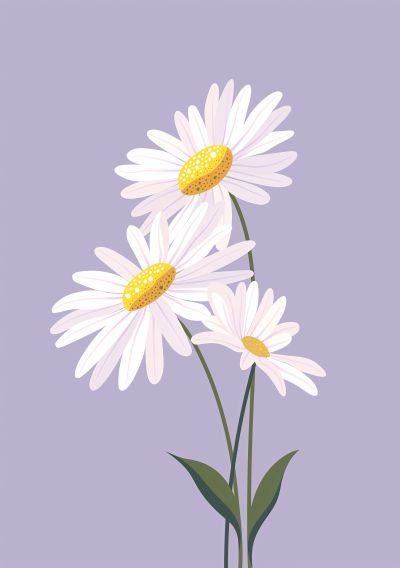 Drie Margrietjes op Lila