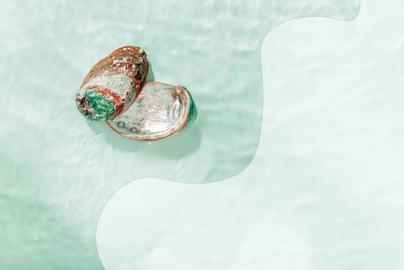 Twee Turquoise Oesters