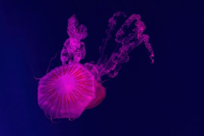Twee Kwallen in Magenta
