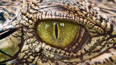 Het Oog van een Krokodil