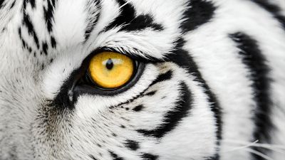 Witte Tijger met Gouden Ogen