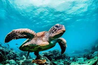 Zeeschildpad boven Koraal