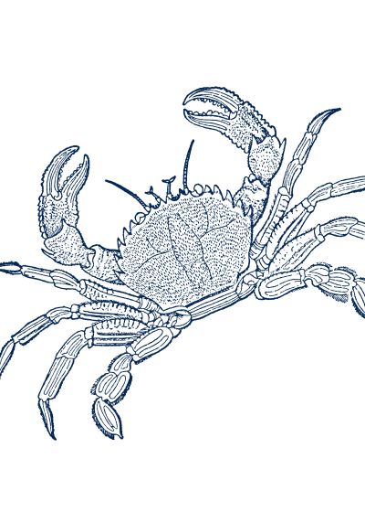 Blauwe Krab Pentekening