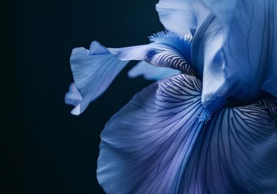 Blauwe Iris van Dichtbij
